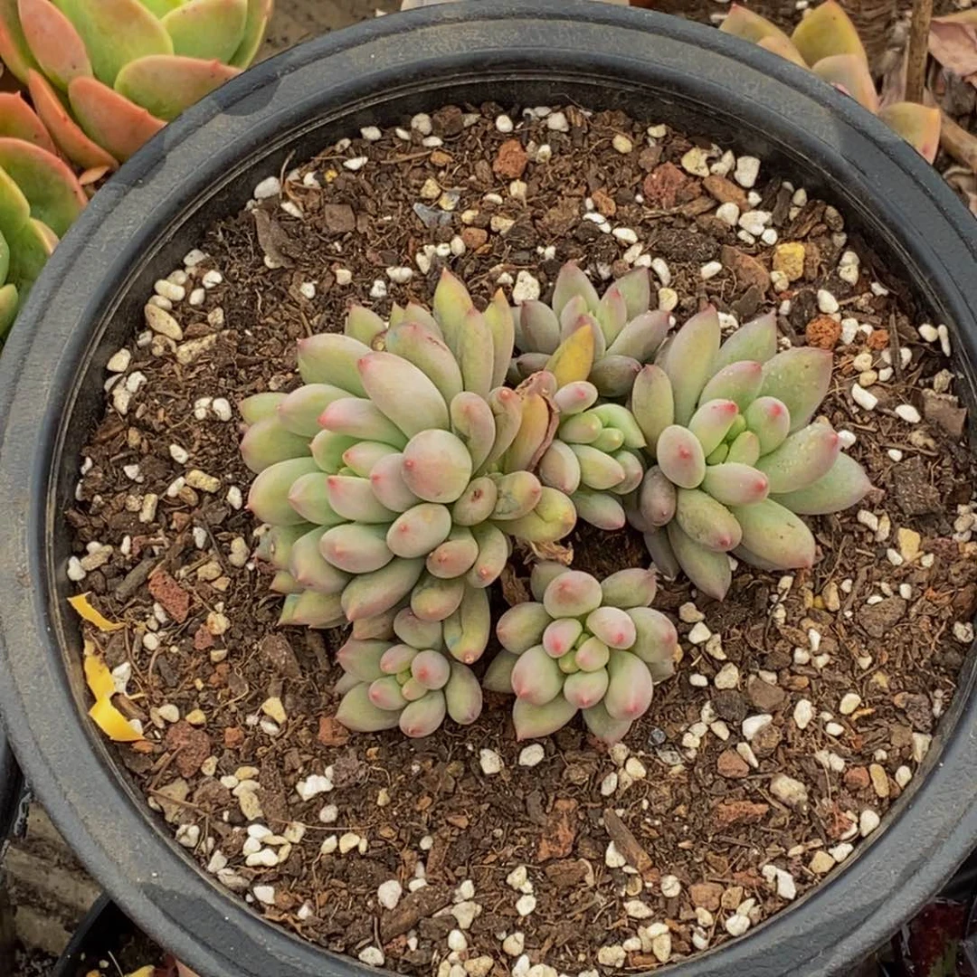 捂****?48包邮一物一拍多肉