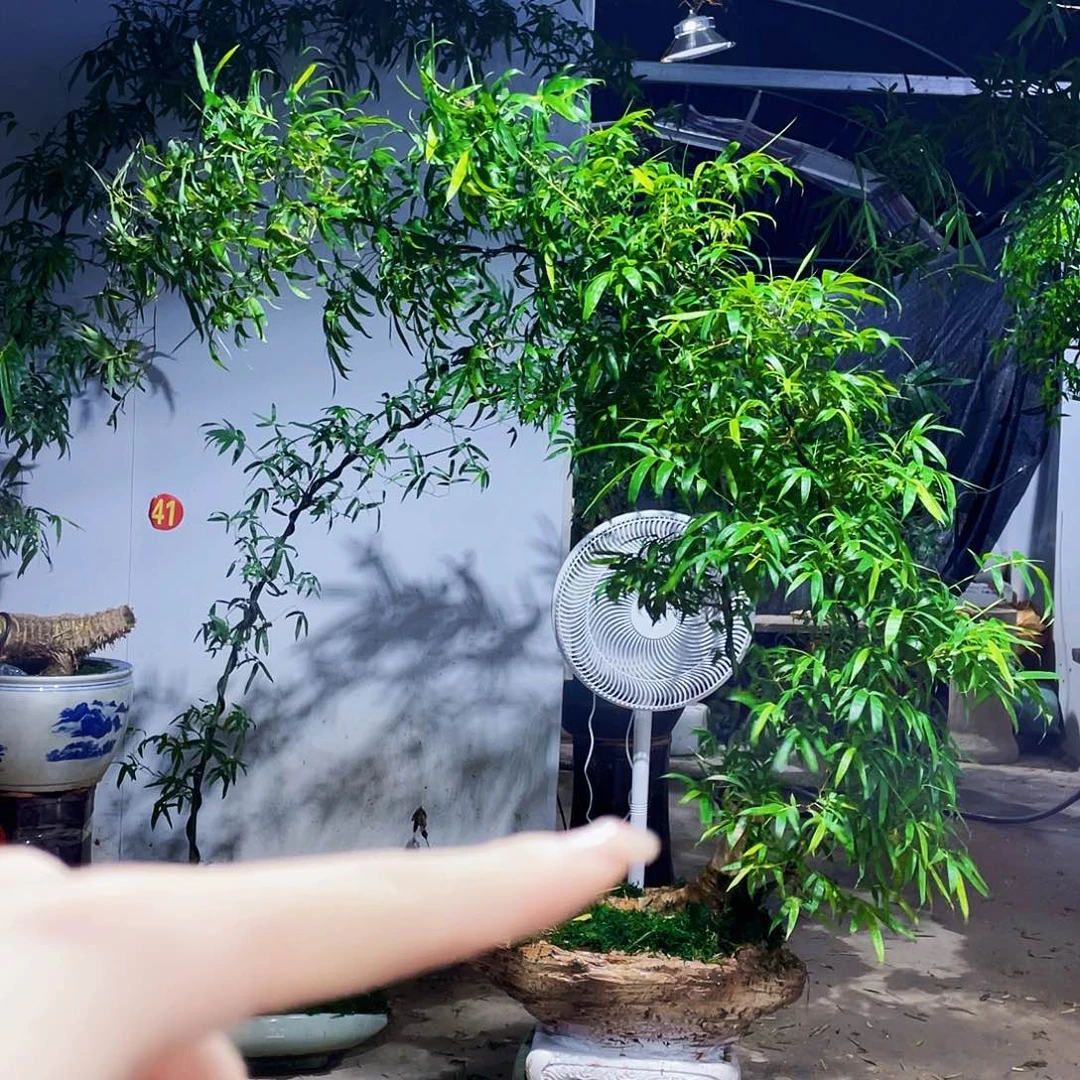 无花朵甲*小叶簕竹熟桩陶瓷盆一物一拍
