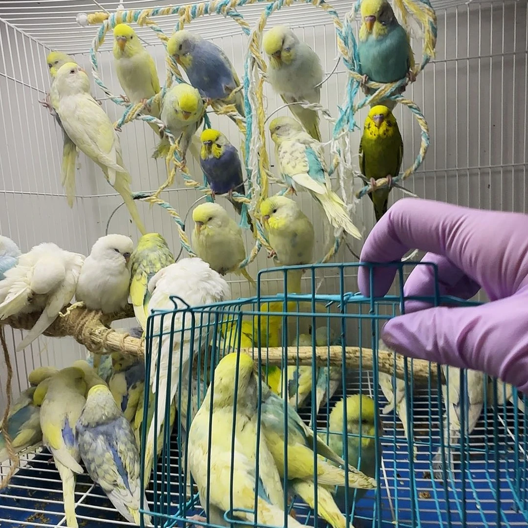 虎皮鹦鹉金彩一只