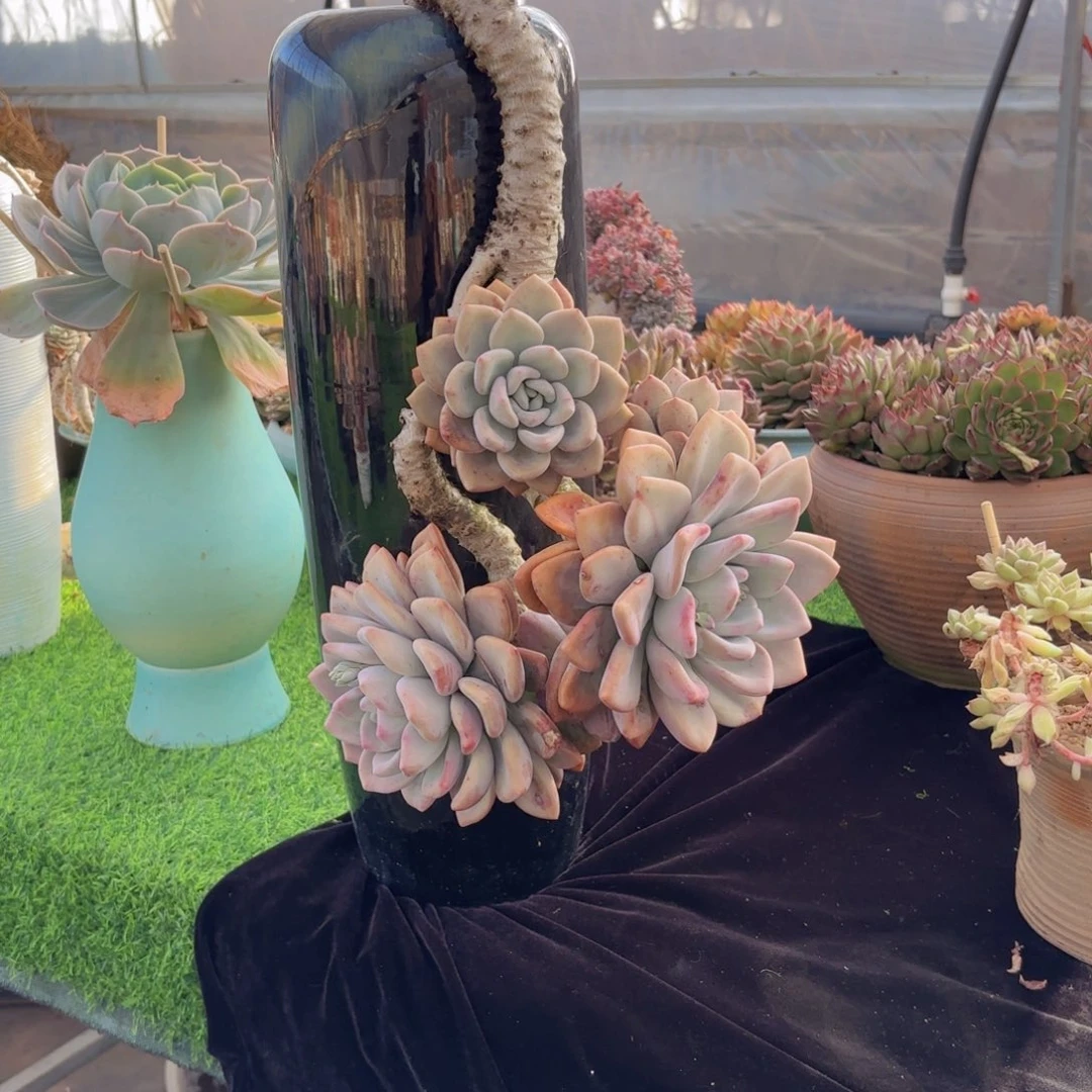 一物一拍，奥普林娜悬崖带盆