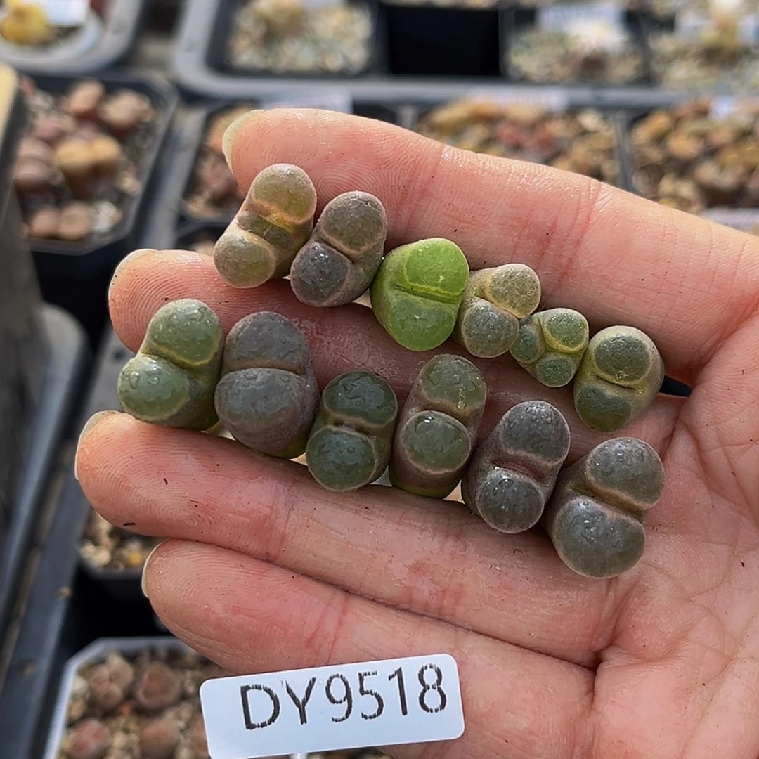 一物一拍18包邮9518