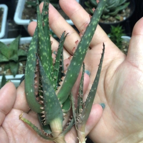 珊瑚火芦荟母本带侧牙