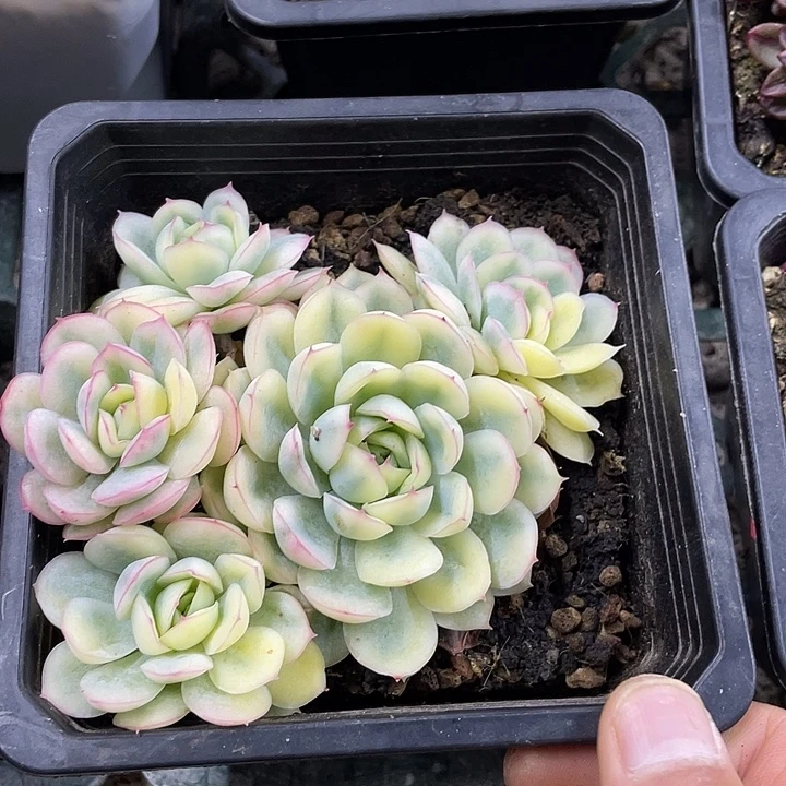 草莓冰群生一物一拍