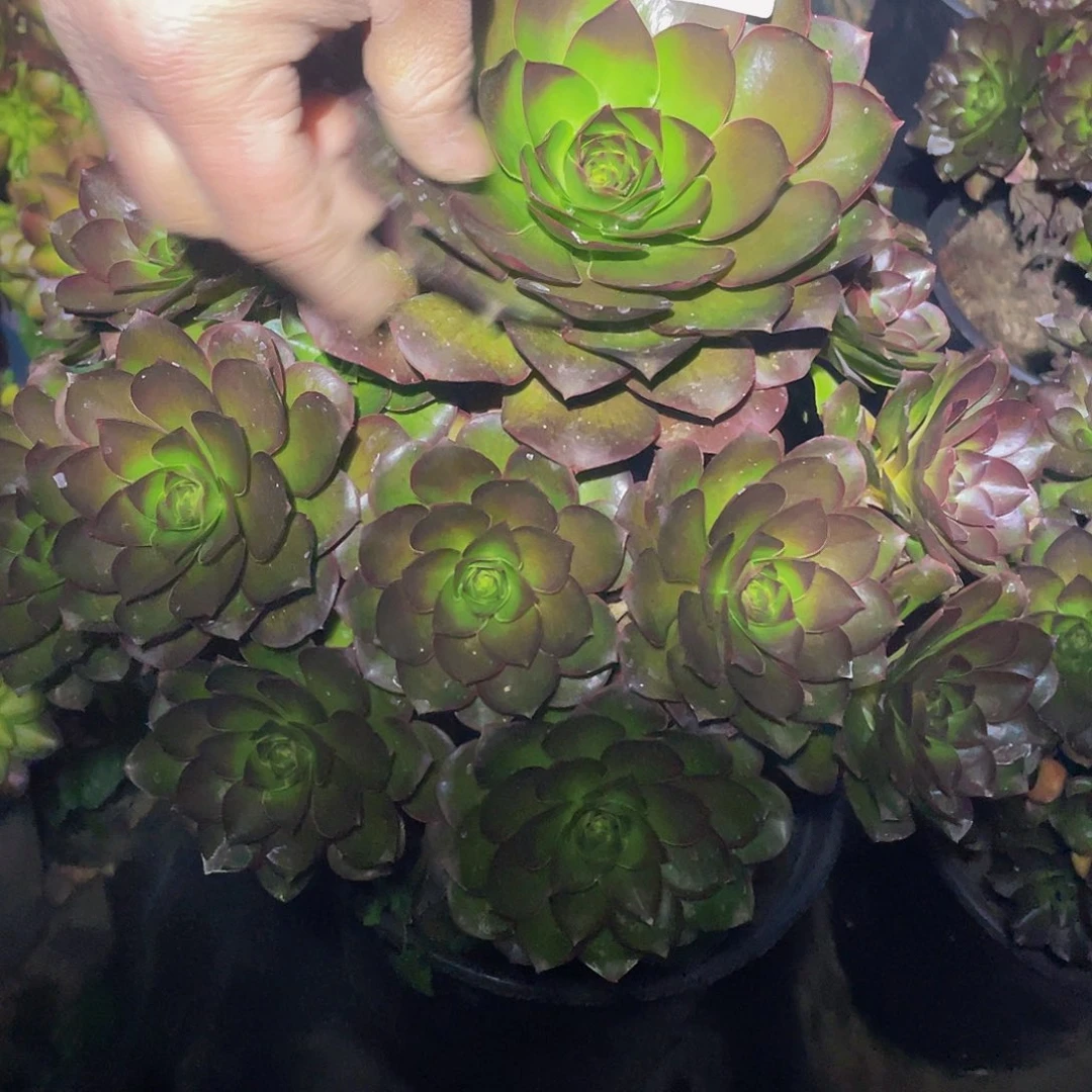 多肉法师351号魅金玫瑰发货不包损