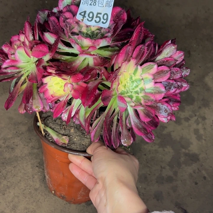 4959天和多肉植物