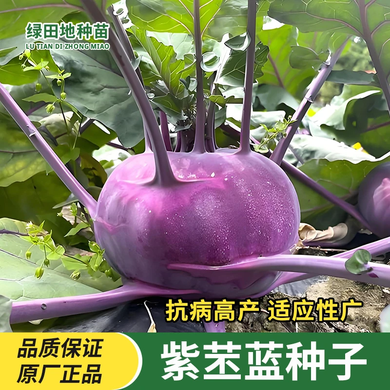 紫苤蓝种子农田菜园盆栽秋播皮薄水果绿苤蓝籽易种植家庭蔬菜种子