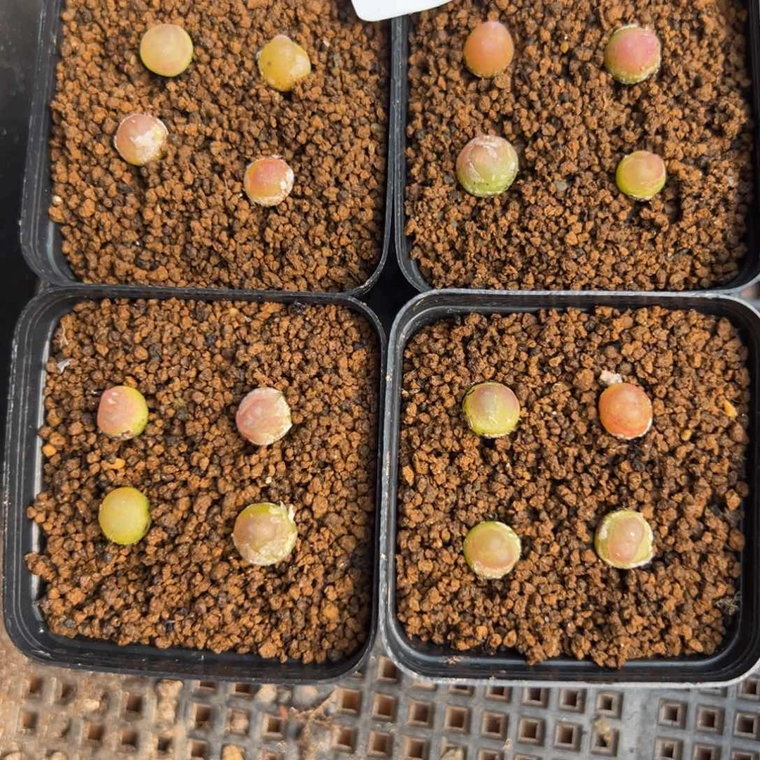 24-03量拍拉登一盆，多肉植物，