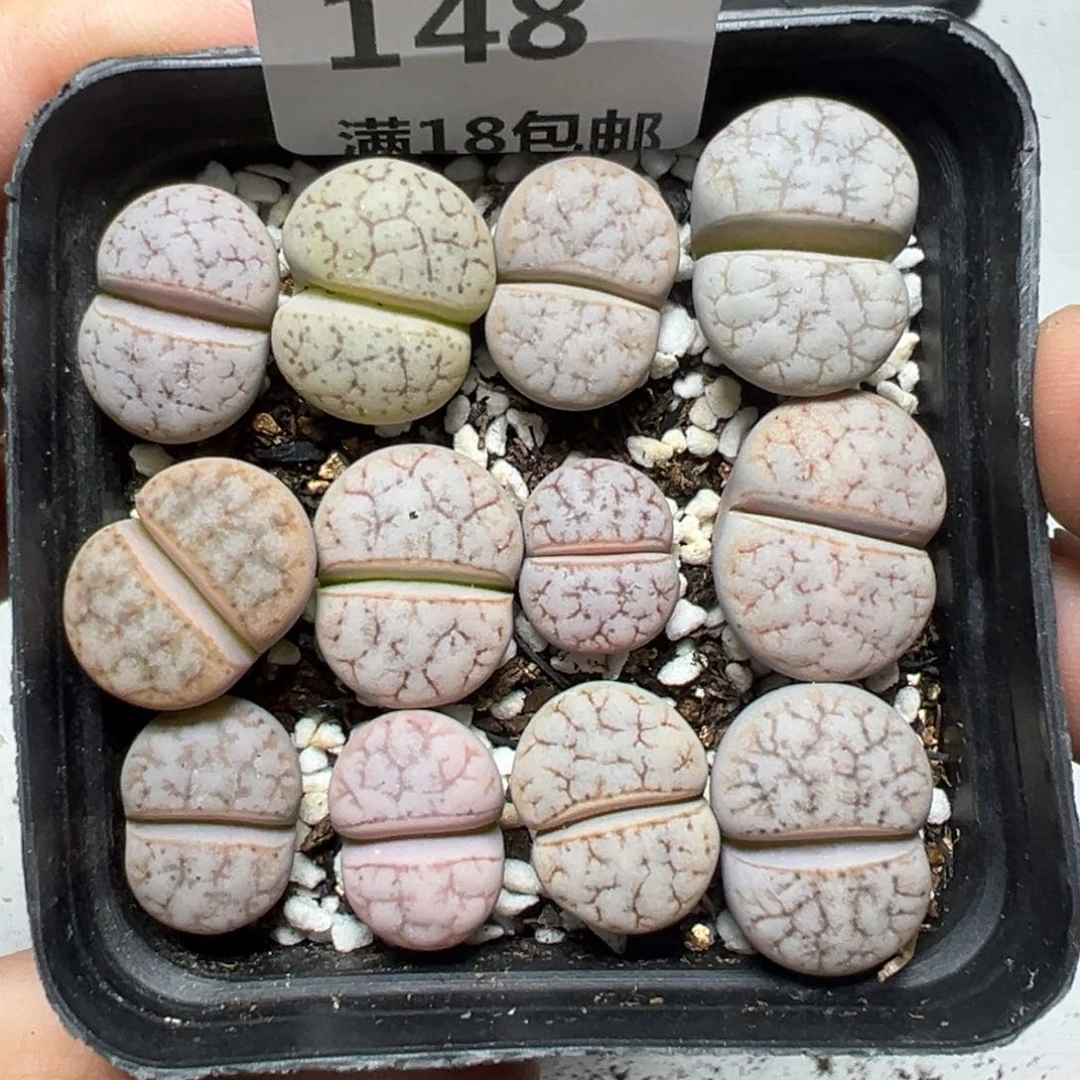 【闪购商品】148……