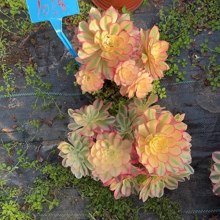 康***士1068倾城俩1111111111