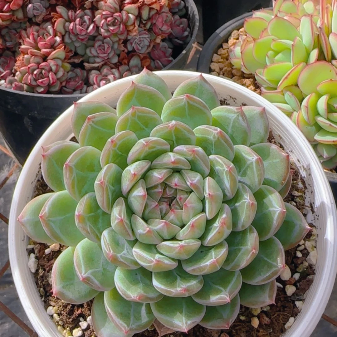 【闪购商品】小雪花珍妮9.9