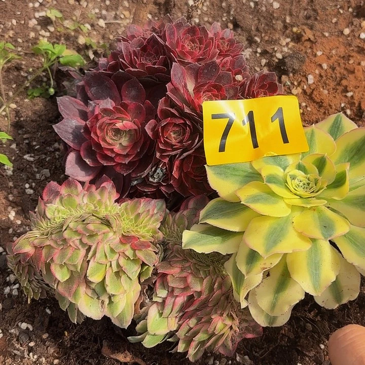 多肉植物福利来711