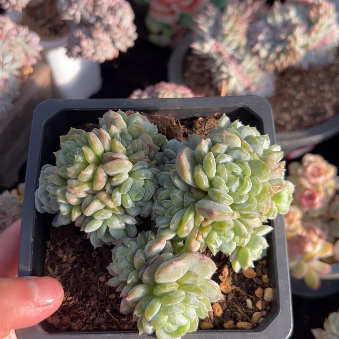 新年快乐 新年快乐