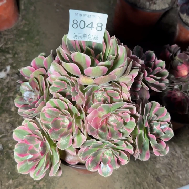8048女郎的多肉植物