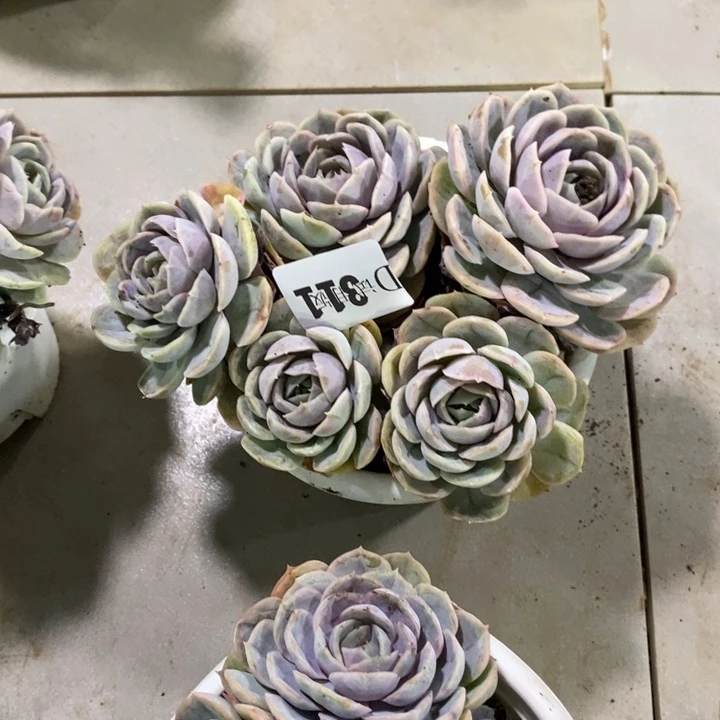 M****311蓝色惊喜多肉植物