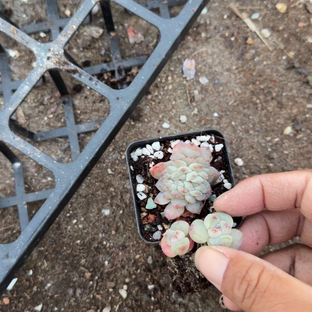在***料小卡拉米糖心一物一拍