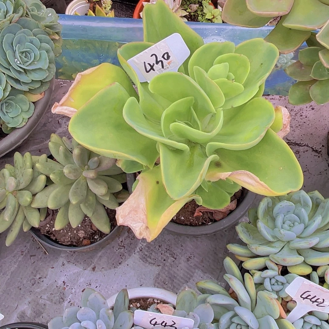 郭***芬000000000000000430
