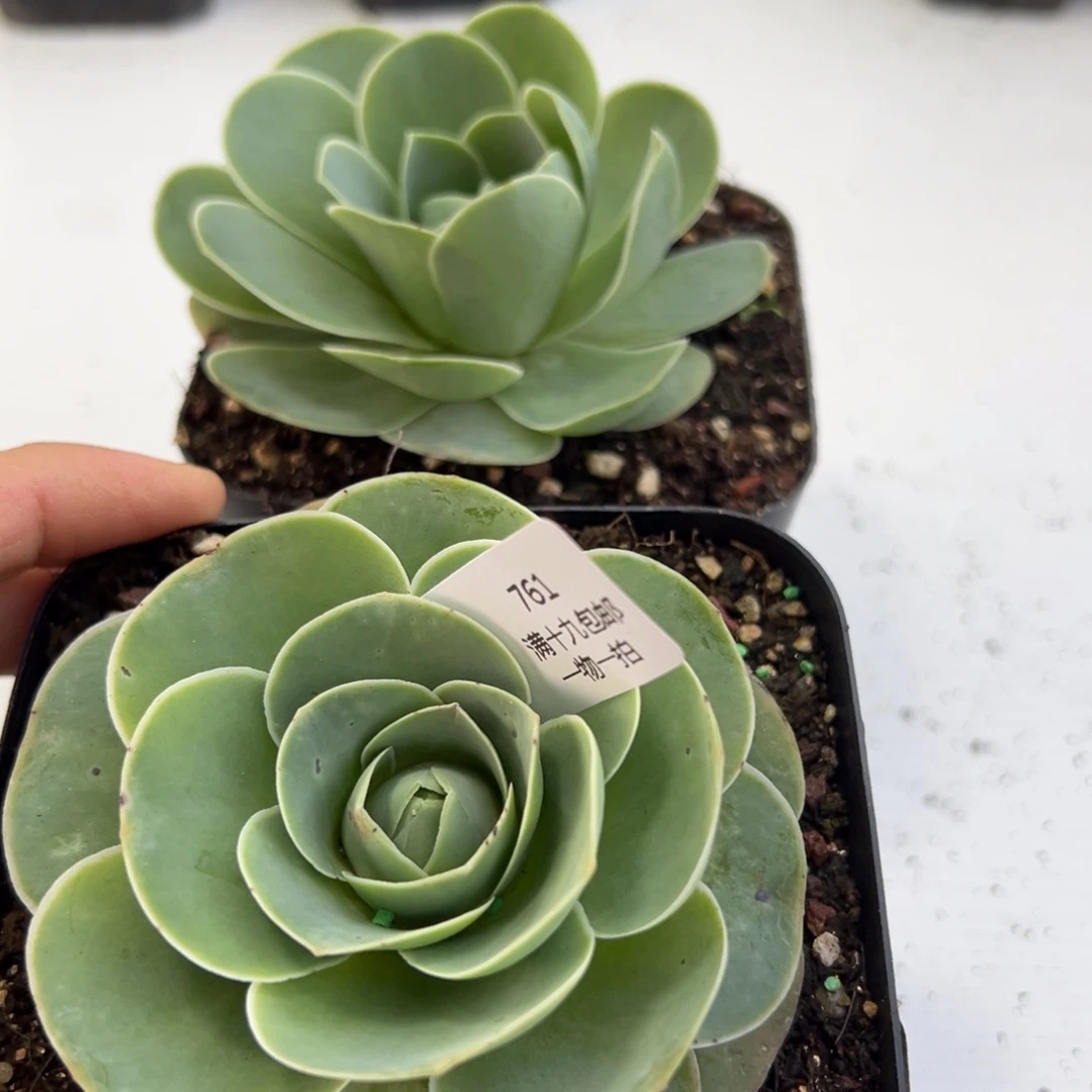 761 山地玫瑰基地带盆土