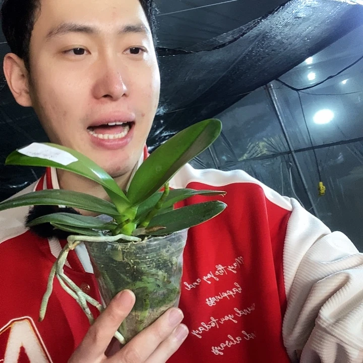 无花朵白天鹅蝴蝶兰