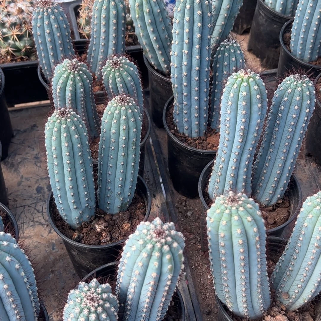 鸡腿柱随机一颗。