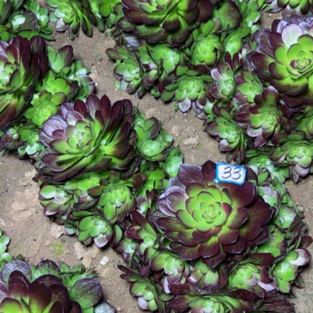 【闪购商品】多肉植物黑33