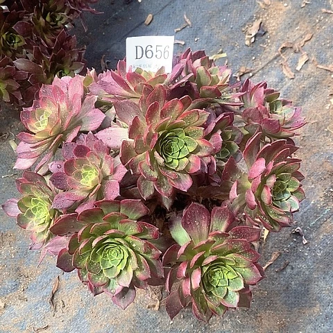 656红稚莲多肉法师锦