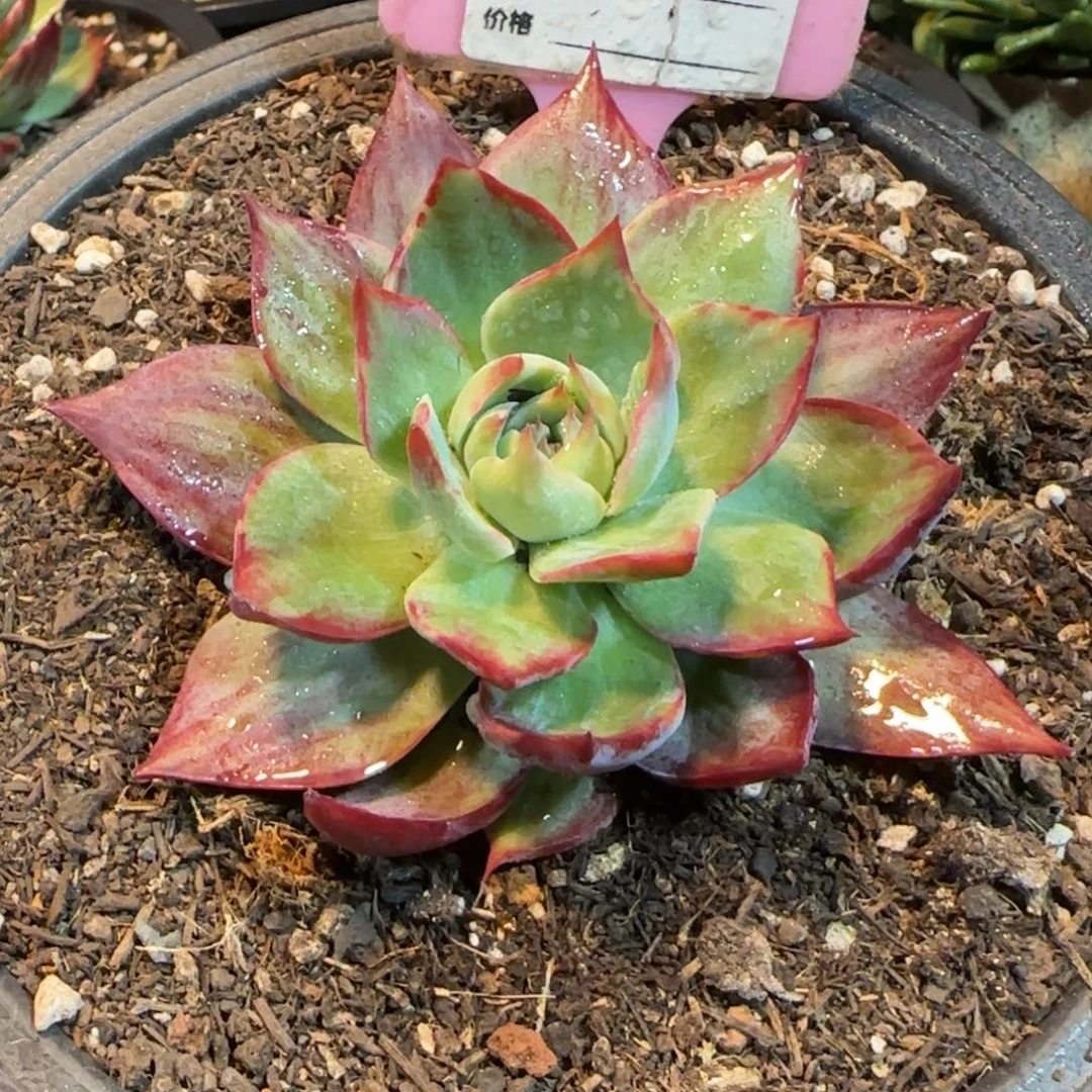 惊鸿一物一拍包装收缩花旱962