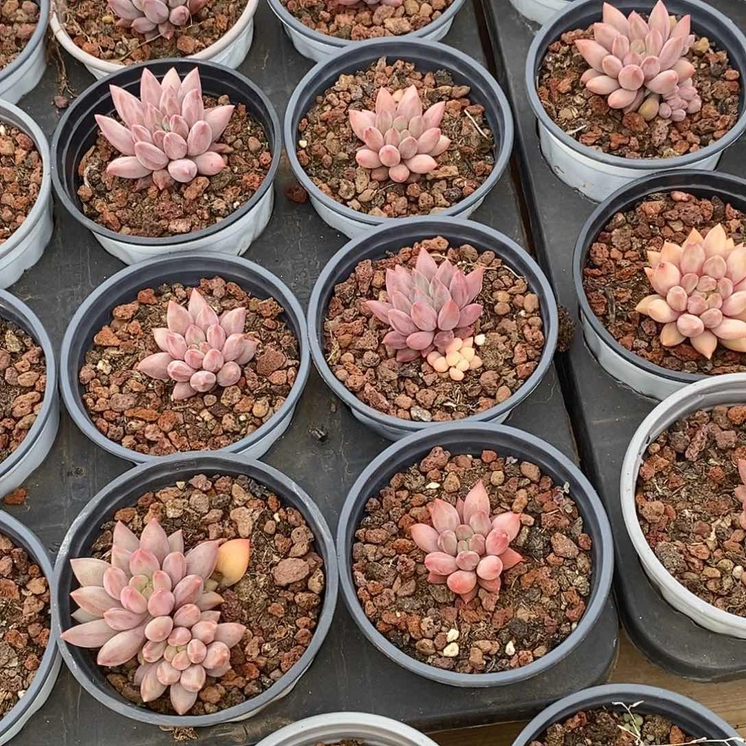 金汇园艺，团红蜻蜓