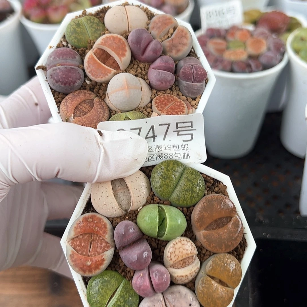 好养易活生石花大母本0747共两盆