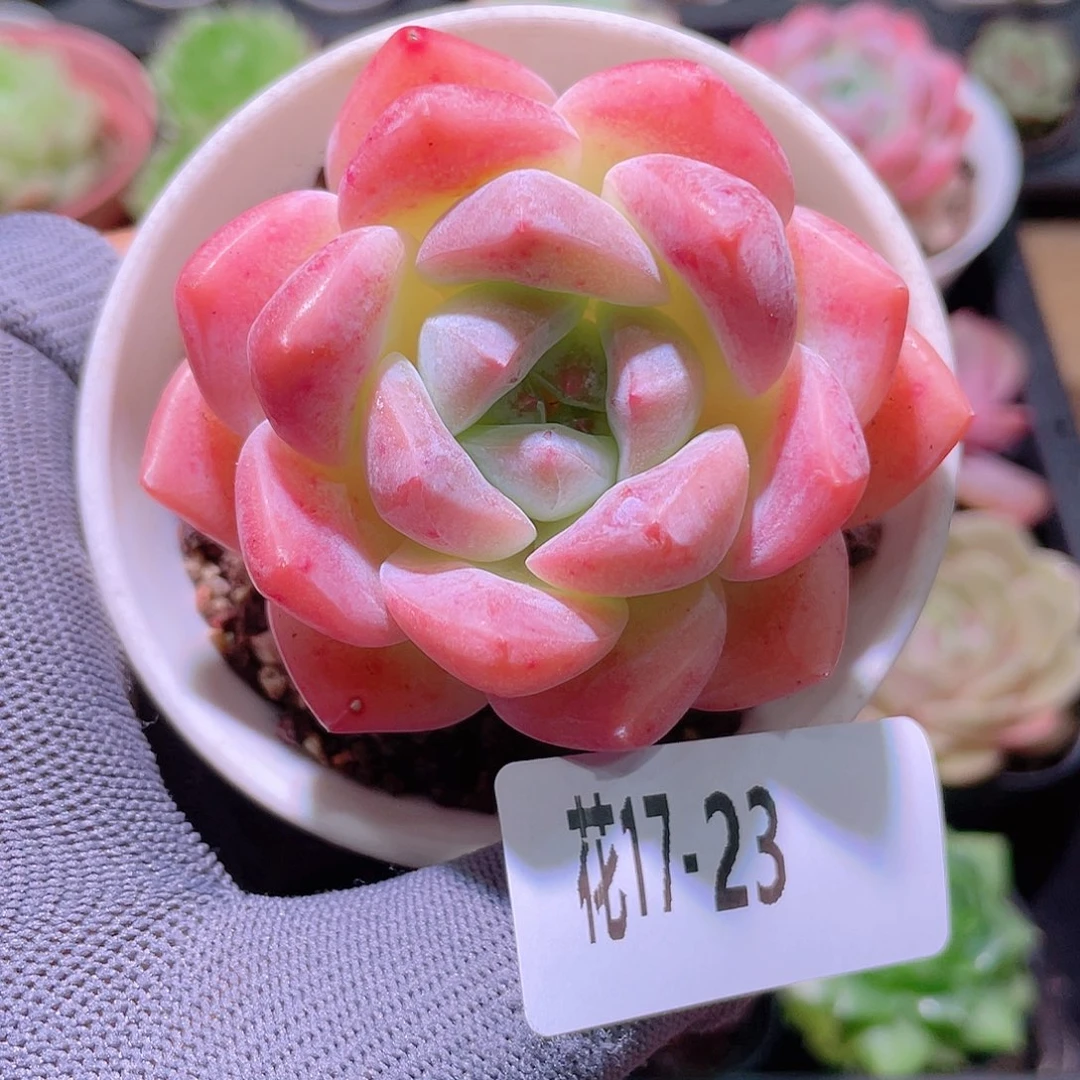 花利美17-23新品