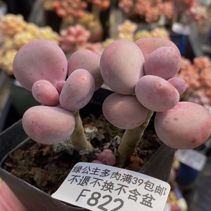 彩虹奶老桩822多肉植物