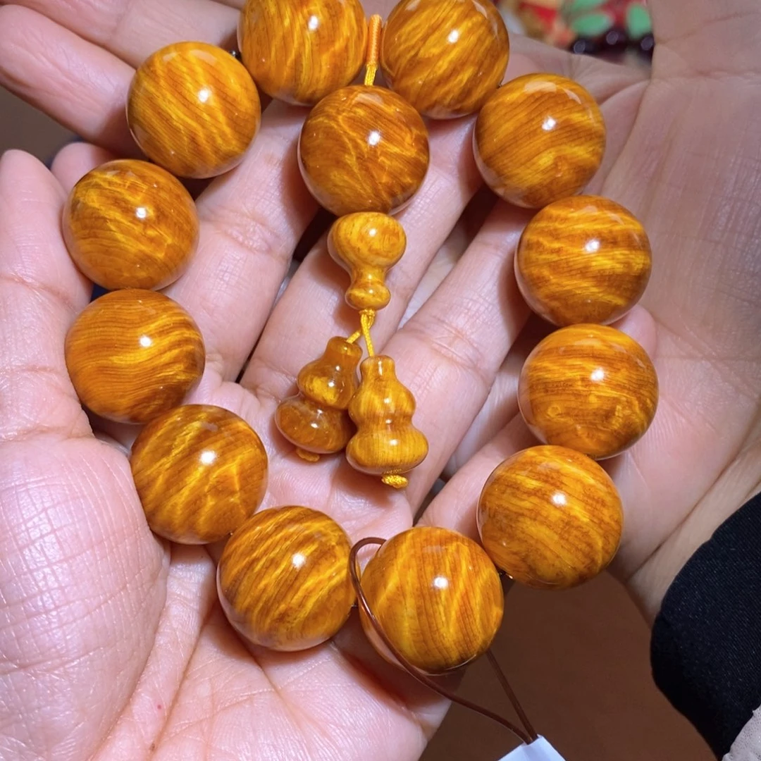 贝壳杉2.0龙胆顶品老干料