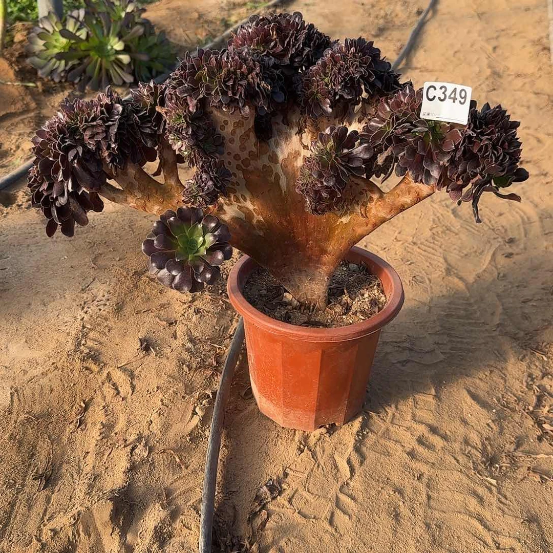 标***厂349欧紫一颗呀呀呀呀