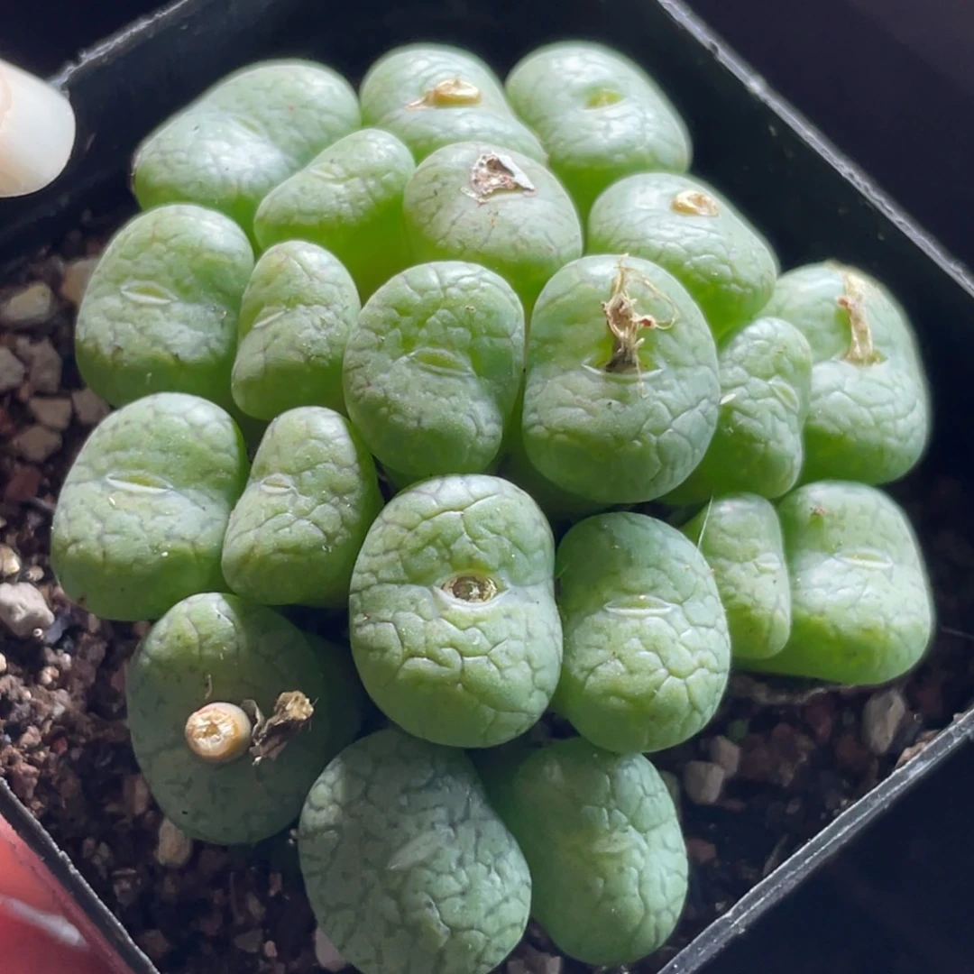 7方安贞大群特价～16