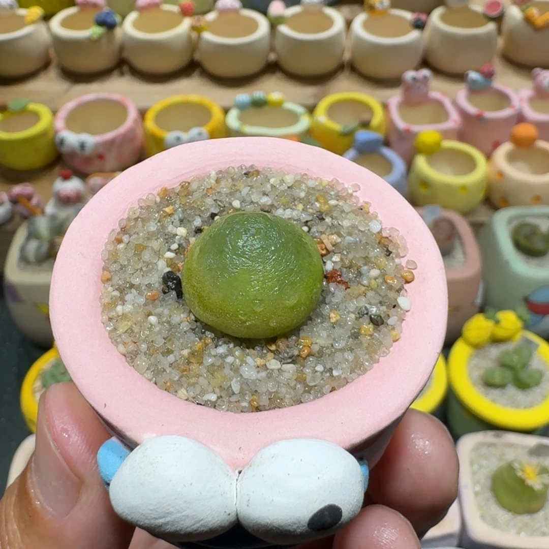 蘑菇1196灯泡多肉植物