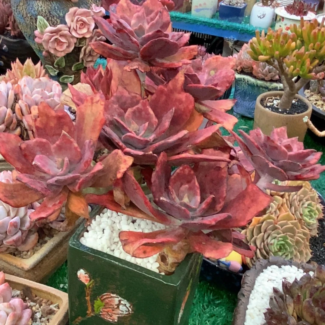 钻石锦多肉植物盆栽