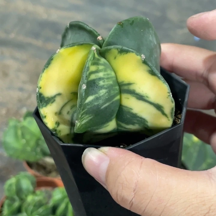 乙***娜实生一颗鸾凤玉锦