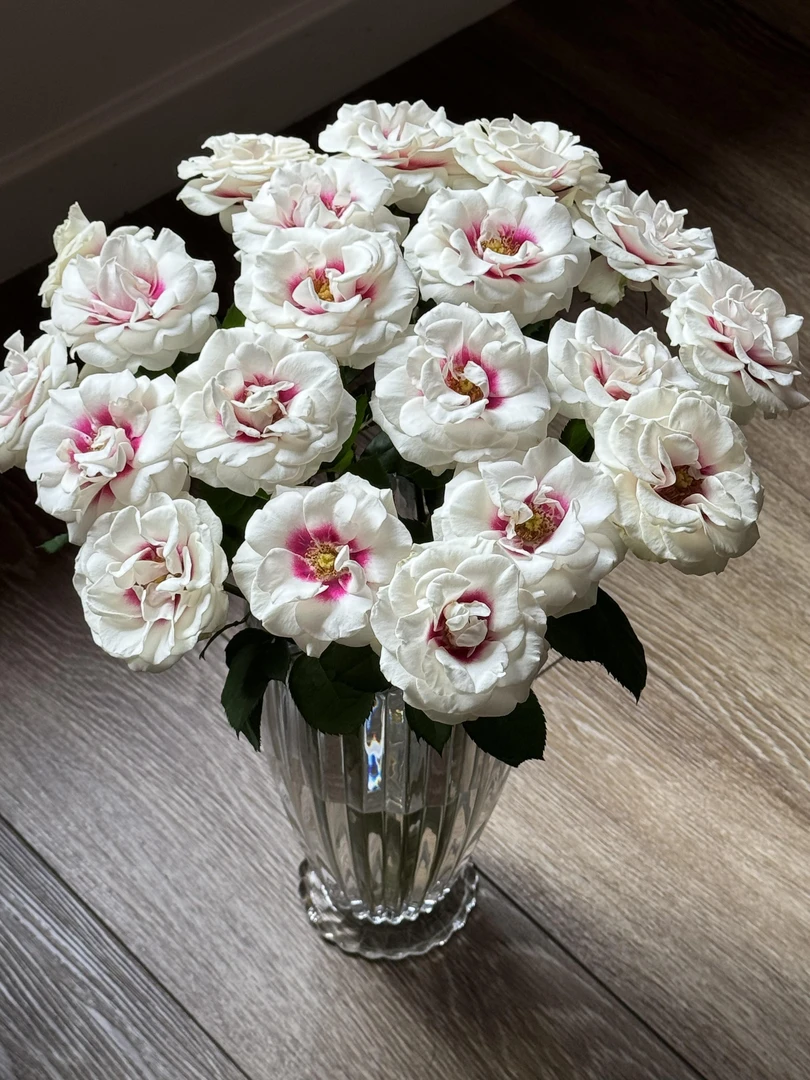 桥边之约单头玫瑰鲜切花 云南品牌基地直发