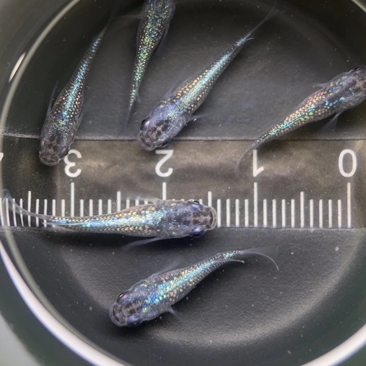 海水鱼短体蓝宝石34号