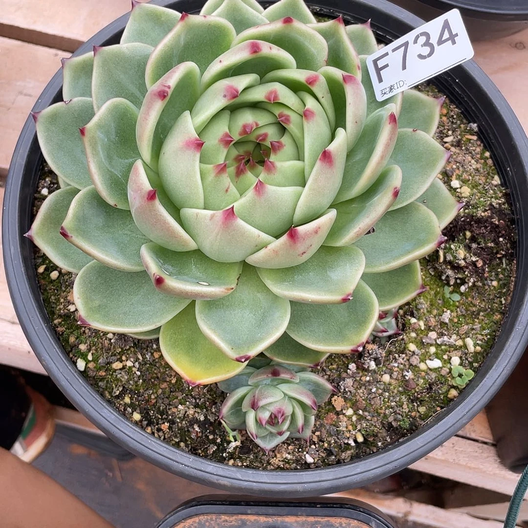 若如东云单拍F734