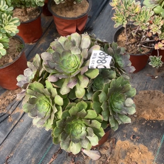 848万圣节不包断枝