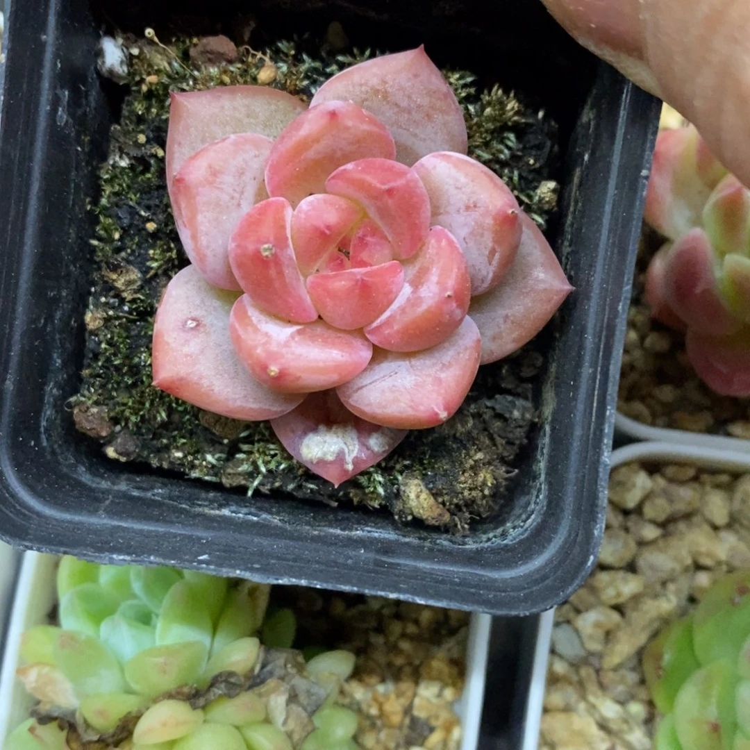 精品多肉一物一拍不包整234