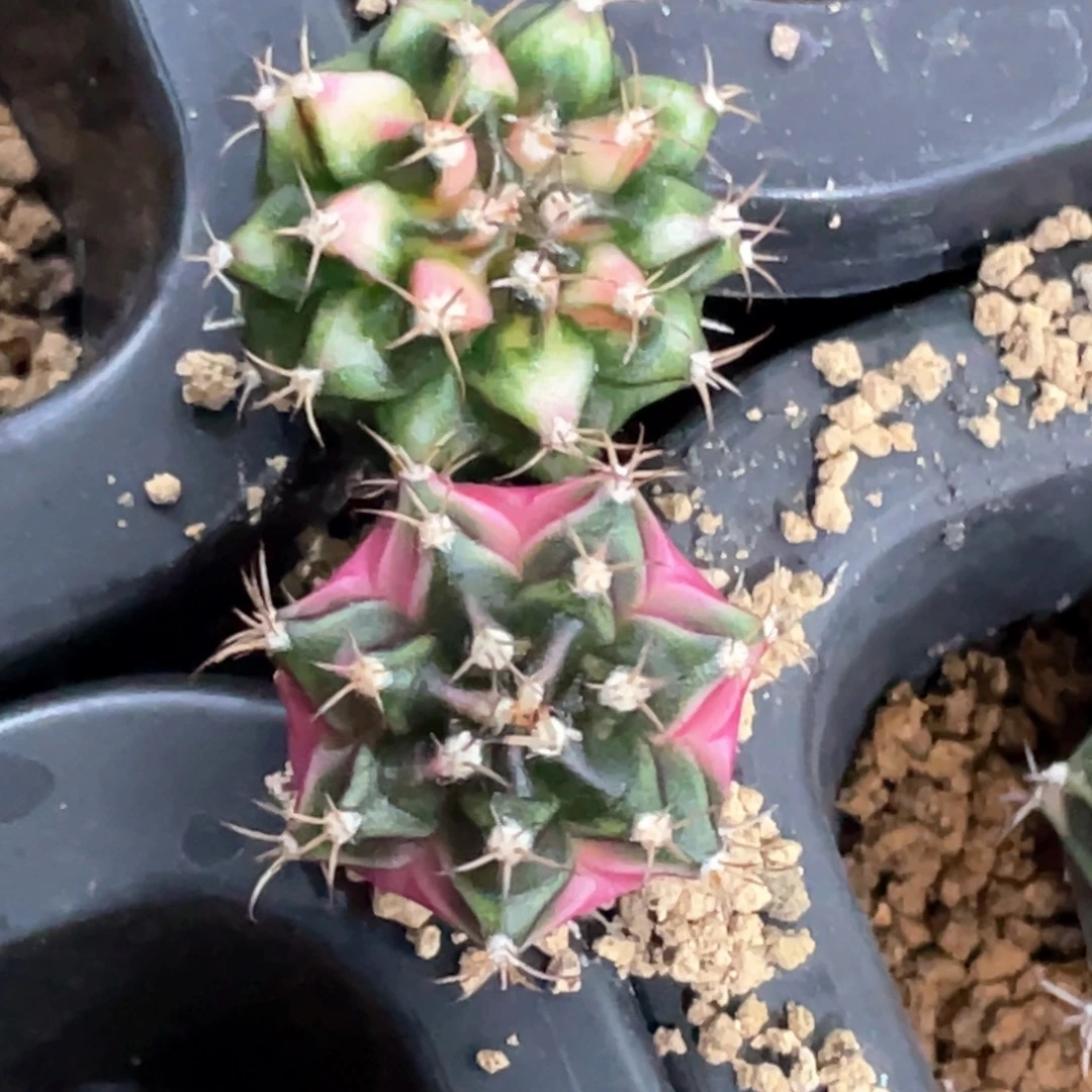 当前无花朵，栽培后可花朵泡泡糖➕好彩