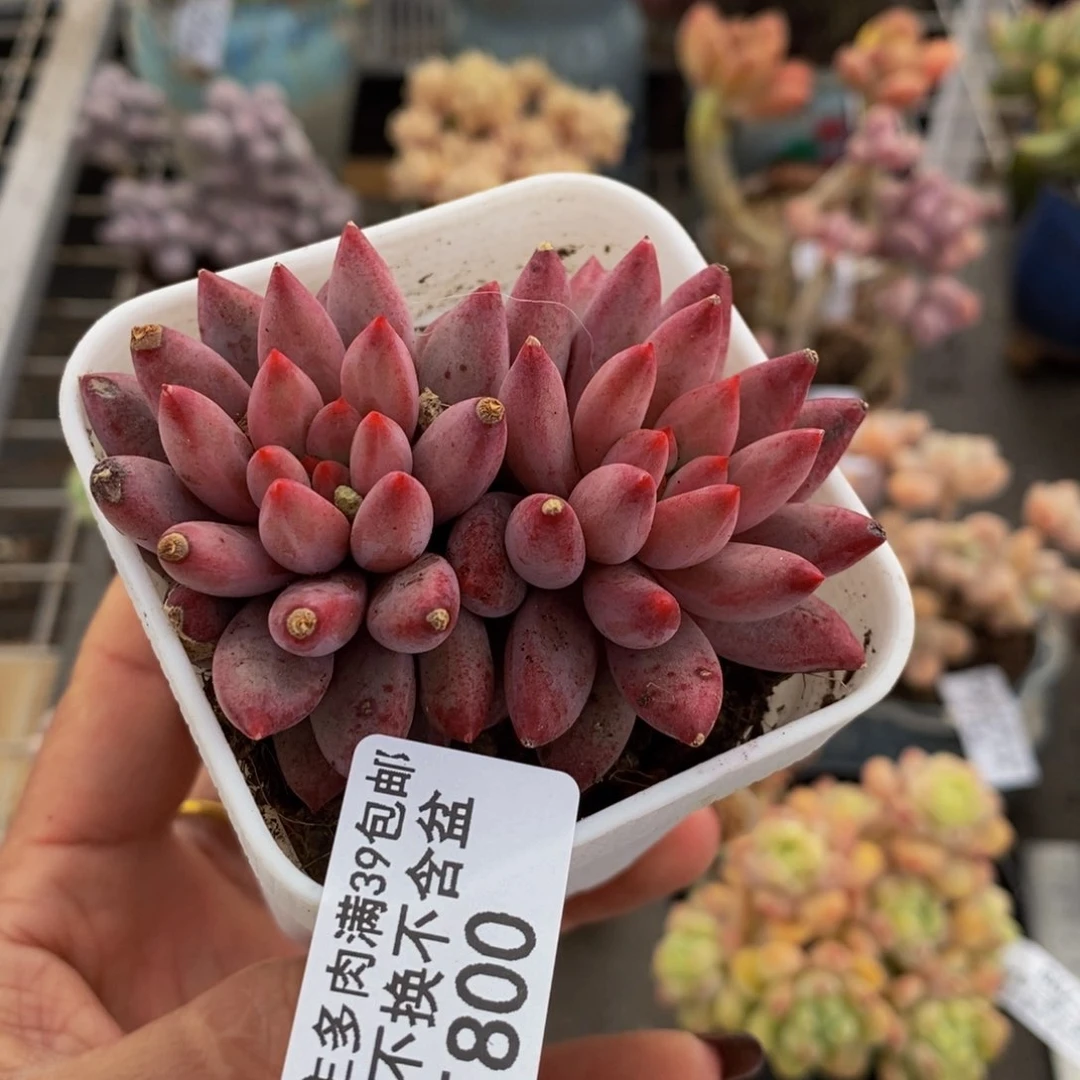 虞美人800/6cm多肉