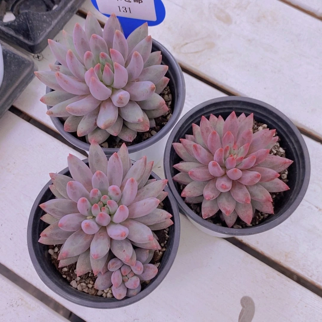 131-精品母本羽毛虞单头三颗 量拍