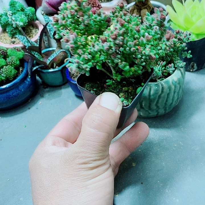 红宝石枝干多肉111111111