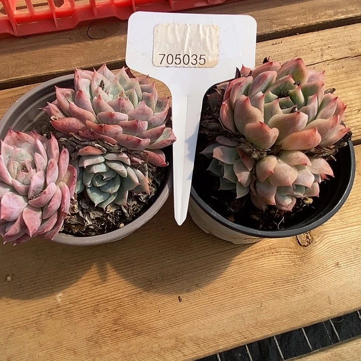 蓝*?705035孤星两颗发货