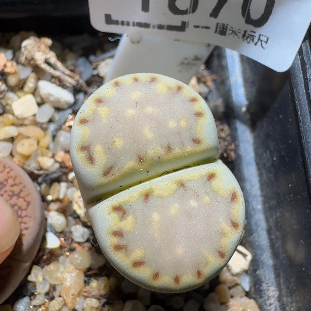 zzz生石花肉锥1670
