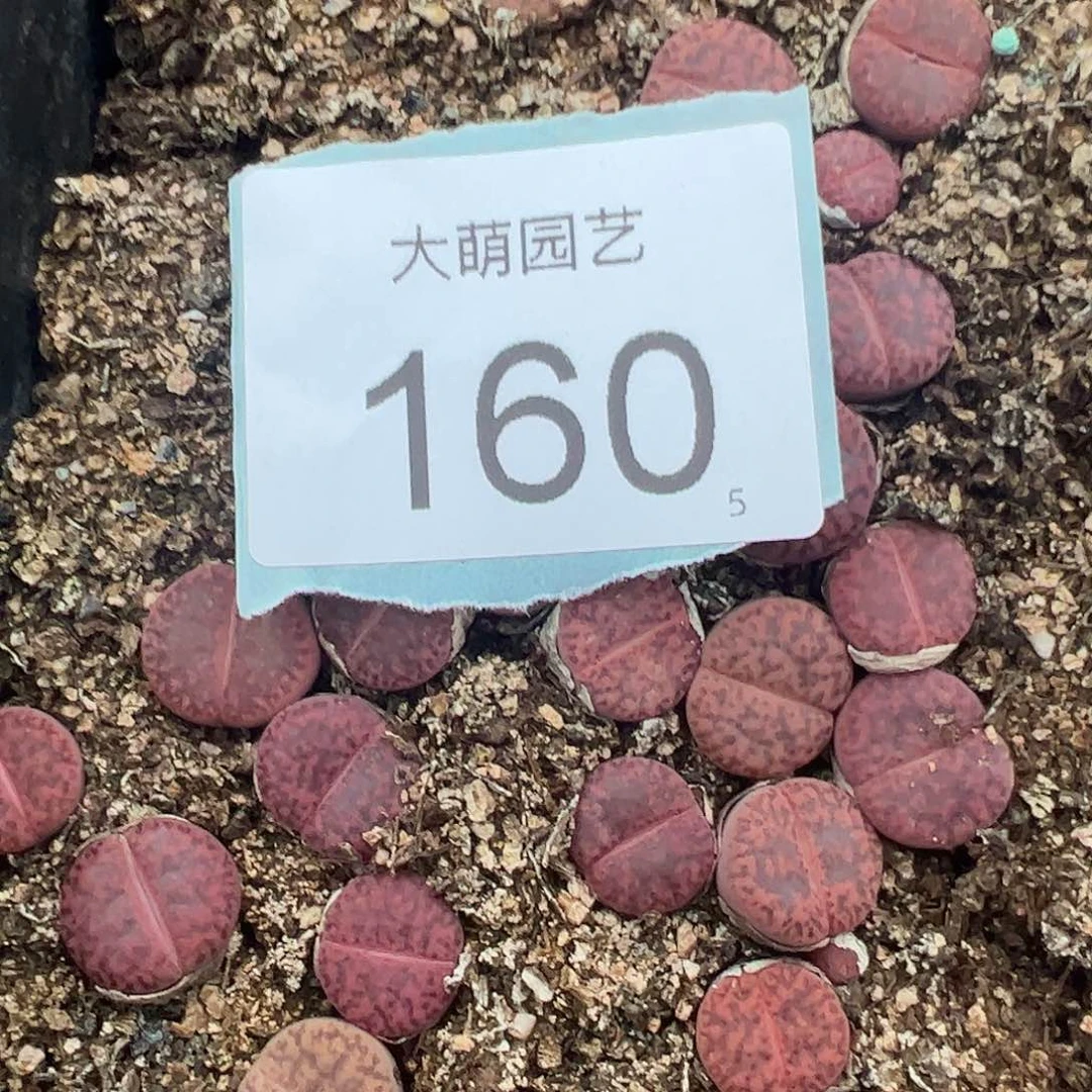 0000160量拍紫石榴（紫柘榴）3颗
