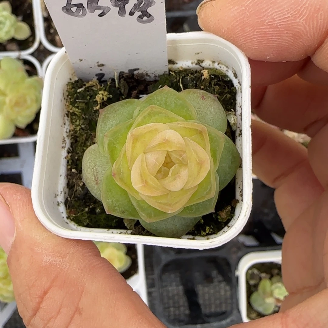 奶糖盆一个3床满25包邮