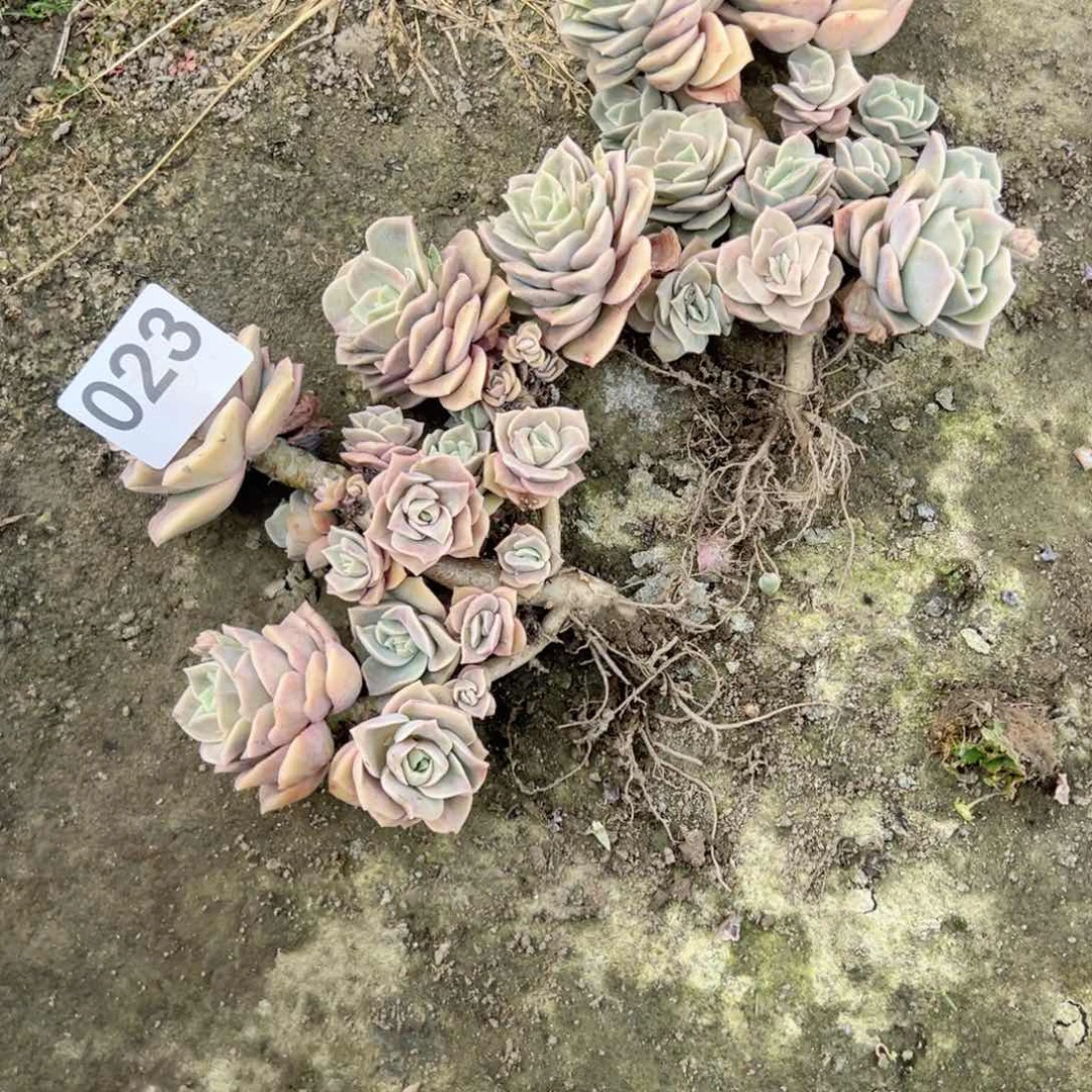 @**?23和24可爱玫瑰可爱